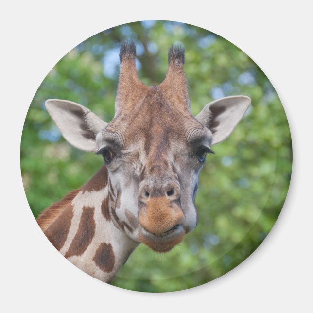 Attentive Giraffe Magnet (Front)