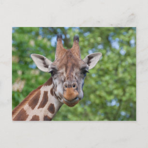 Attentive Giraffe Postcard
