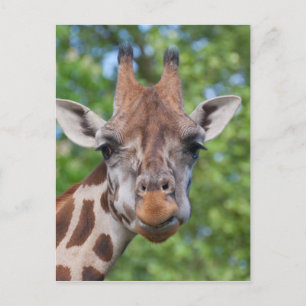 Attentive Giraffe Postcard