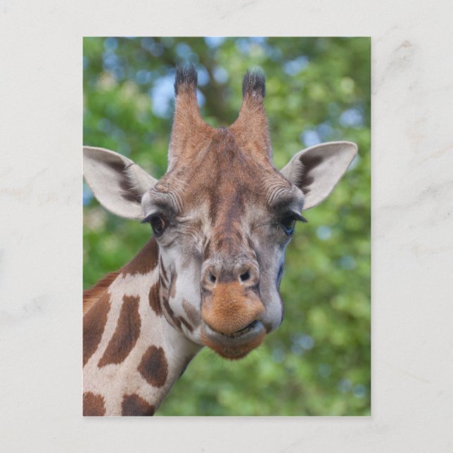Attentive Giraffe Postcard (Front)