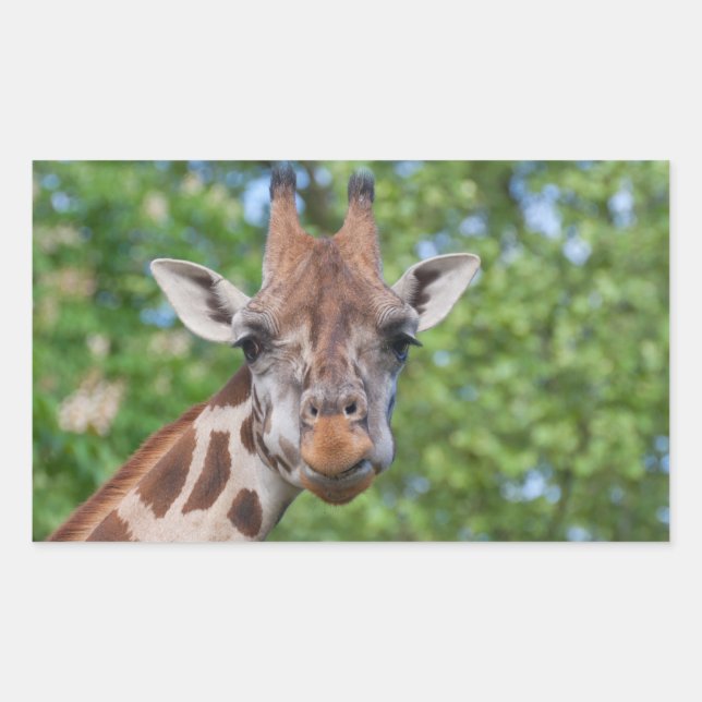 Attentive Giraffe Rectangular Sticker (Front)