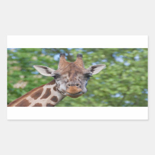 Attentive Giraffe Rectangular Sticker
