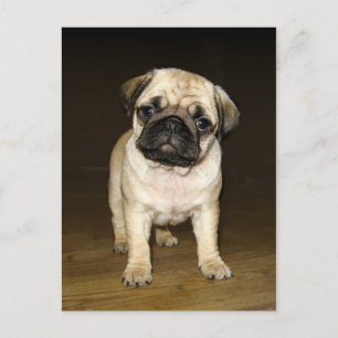 Attentive Pug Postcard