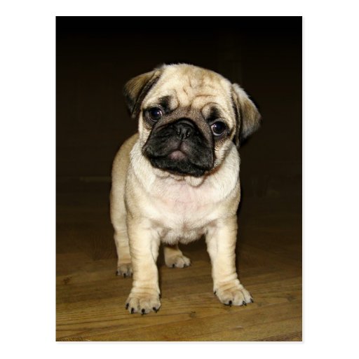 Image of Attentive Pug Postcard