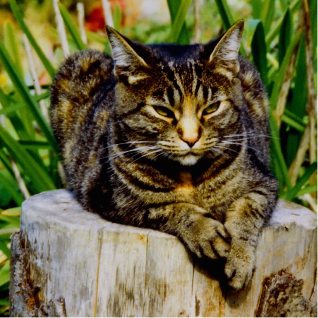 Attitude Cat Standing Photo Sculpture (Front)