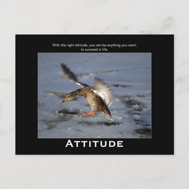 Attitude Mallard Duck Motivational Postcards (Front)