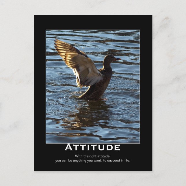 Attitude Mallard Duck Motivational Postcards (Front)