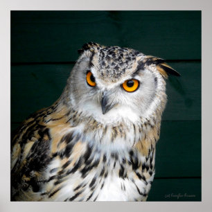 'Attitude' - Owl Poster