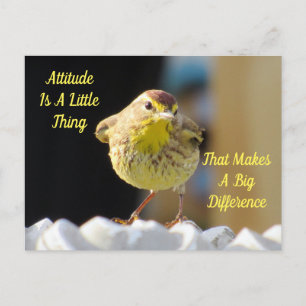 Attitude Postcard - Palm Warbler Bird