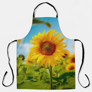Attractive field with bright yellow sunflowers clo apron