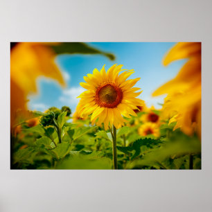Attractive field with bright yellow sunflowers clo poster