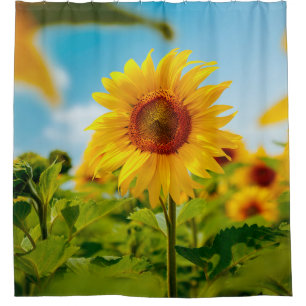 Attractive field with bright yellow sunflowers clo shower curtain
