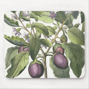 Aubergine: Melanzana fructu pallido, from the 'Hor Mouse Mat