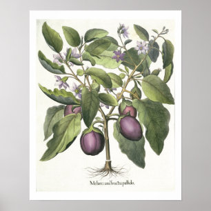 Aubergine: Melanzana fructu pallido, from the 'Hor Poster