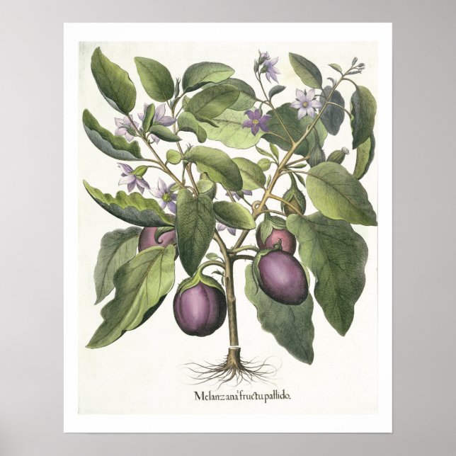 Aubergine: Melanzana fructu pallido, from the 'Hor Poster (Front)