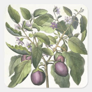 Aubergine: Melanzana fructu pallido, from the 'Hor Square Sticker