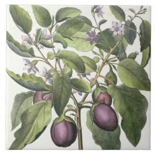 Aubergine: Melanzana fructu pallido, from the 'Hor Tile