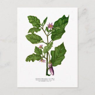 Aubergine Postcard