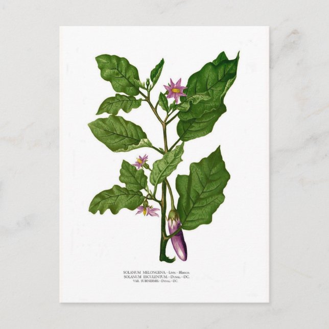 Aubergine Postcard (Front)