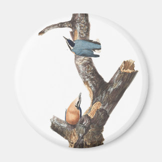 Audobon Red-Breasted Nuthatch Magnet