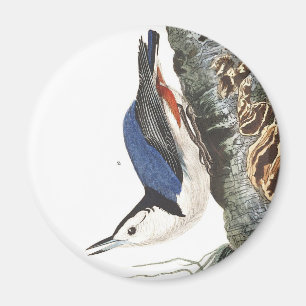 Audobon White-Breasted Nuthatch (Black capped) Magnet