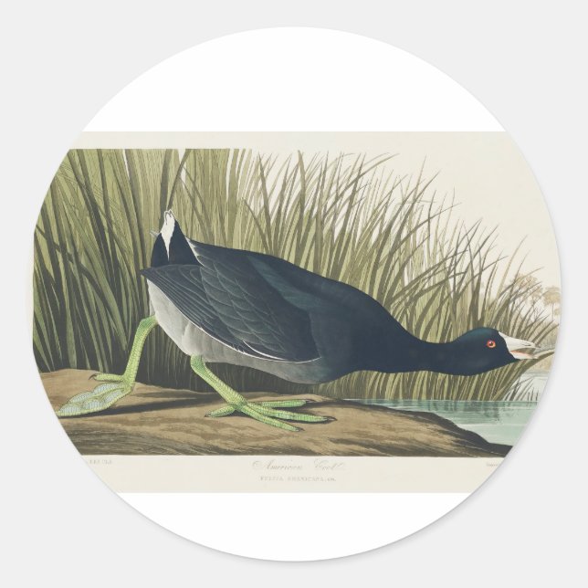 Audubon American Coot from Birds of America Classic Round Sticker (Front)