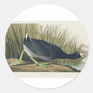 Audubon American Coot from Birds of America Classic Round Sticker