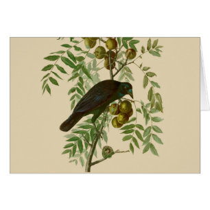 Audubon American Crow Black Bird