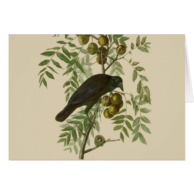 Audubon American Crow Black Bird (Front Horizontal)