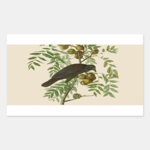 Audubon American Crow Black Bird Rectangular Sticker