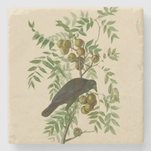Audubon American Crow Black Bird Stone Coaster