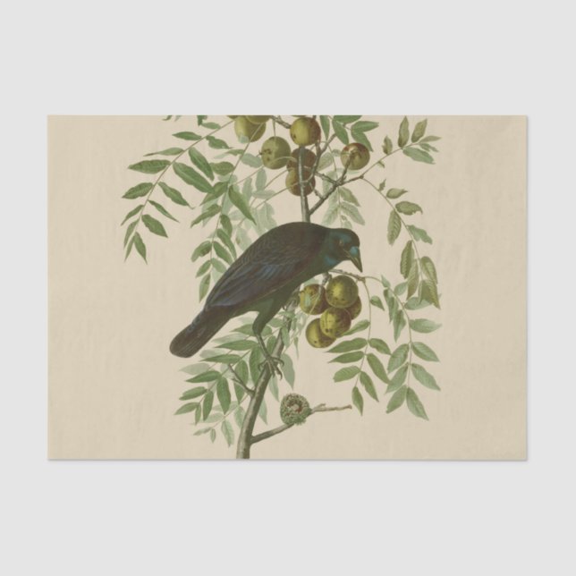 Audubon American Crow Black Bird Tissue Paper (Front)