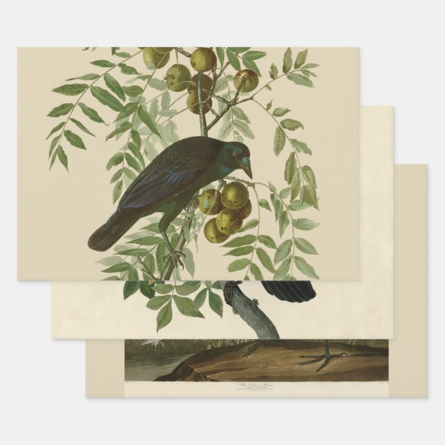 Audubon American Crow Black Bird Wrapping Paper Sheet (Set)