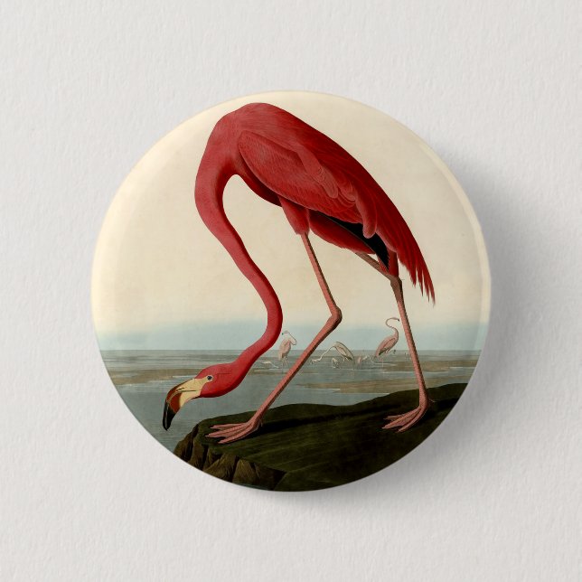 Audubon American Flamingo 6 Cm Round Badge (Front)