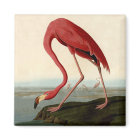 Audubon American Flamingo