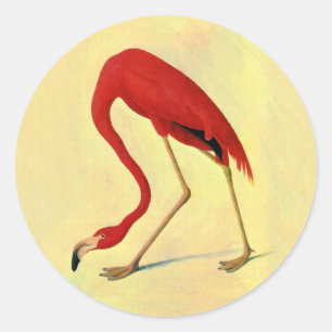 Audubon American Flamingo Painting Classic Round Sticker