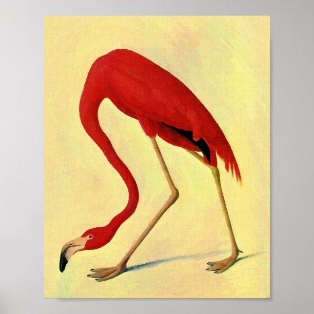 Audubon American Flamingo Painting Poster (Front)