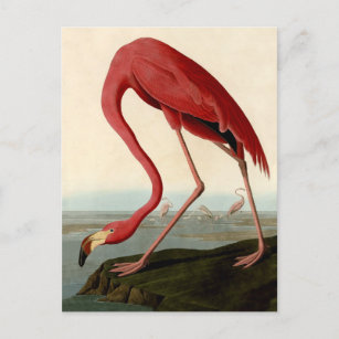 Audubon American Flamingo Postcard