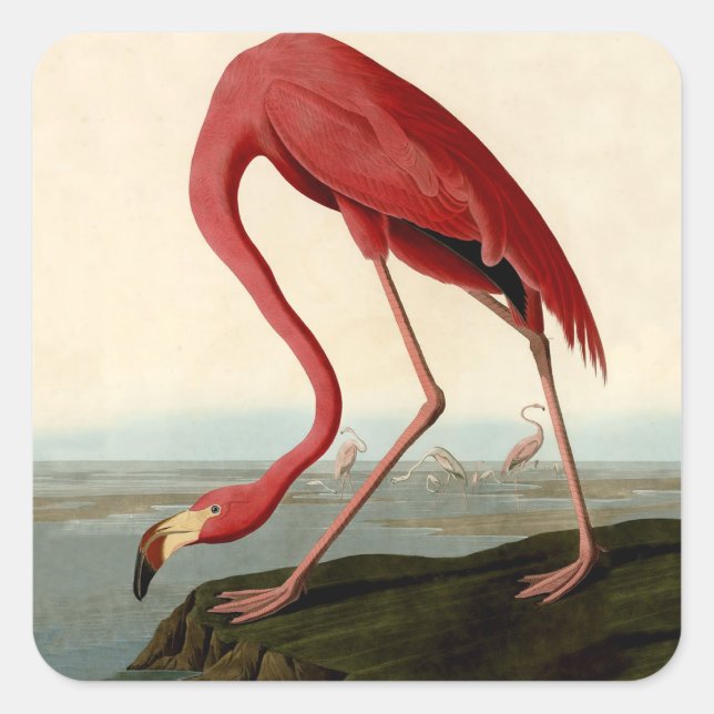 Audubon American Flamingo Square Sticker (Front)