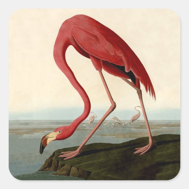 Audubon American Flamingo Square Sticker (Front)