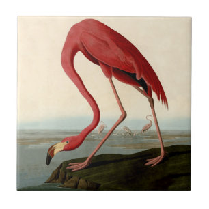 Audubon American Flamingo Tile