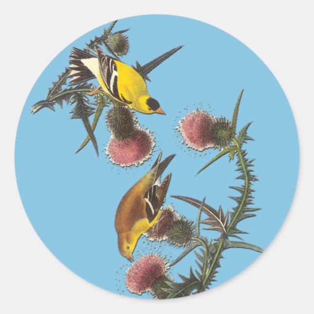 Audubon American Goldfinch Bird Art Stickers (Front)