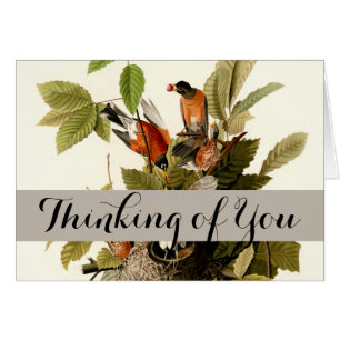 Audubon American Robin Wildlife Bird Illustration