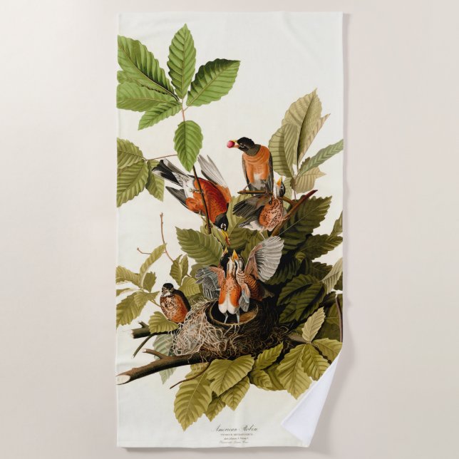 Audubon American Robin Wildlife Bird Illustration Beach Towel (Front)