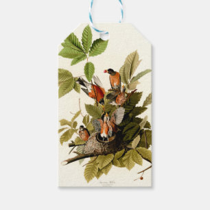 Audubon American Robin Wildlife Bird Illustration Gift Tags