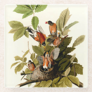 Audubon American Robin Wildlife Bird Illustration Glass Coaster