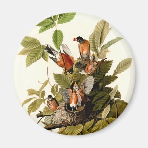 Audubon American Robin Wildlife Bird Illustration Magnet