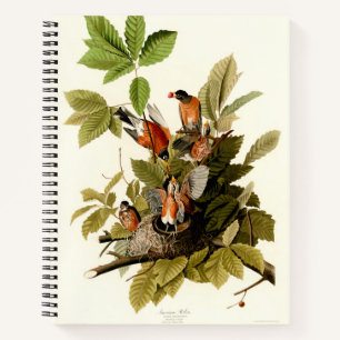 Audubon American Robin Wildlife Bird Illustration Notebook