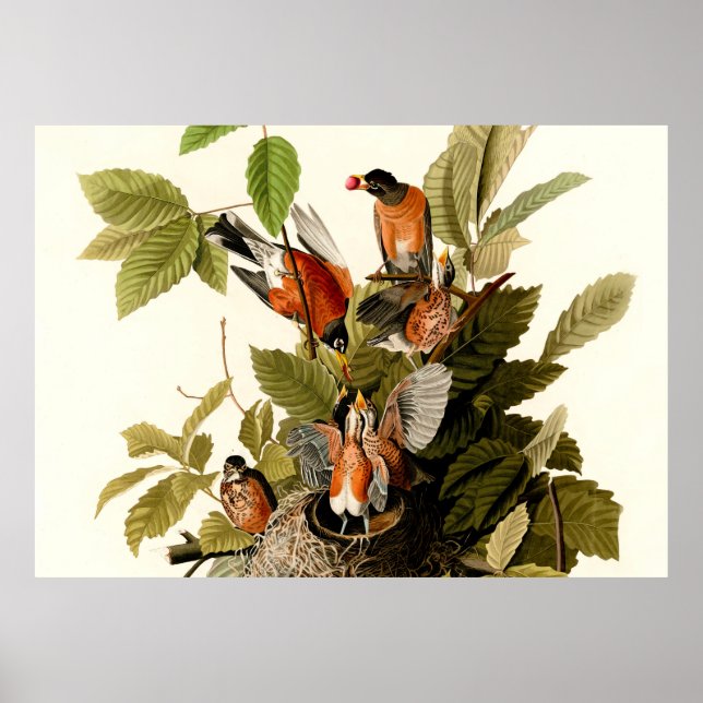 Audubon American Robin Wildlife Bird Illustration Poster (Front)