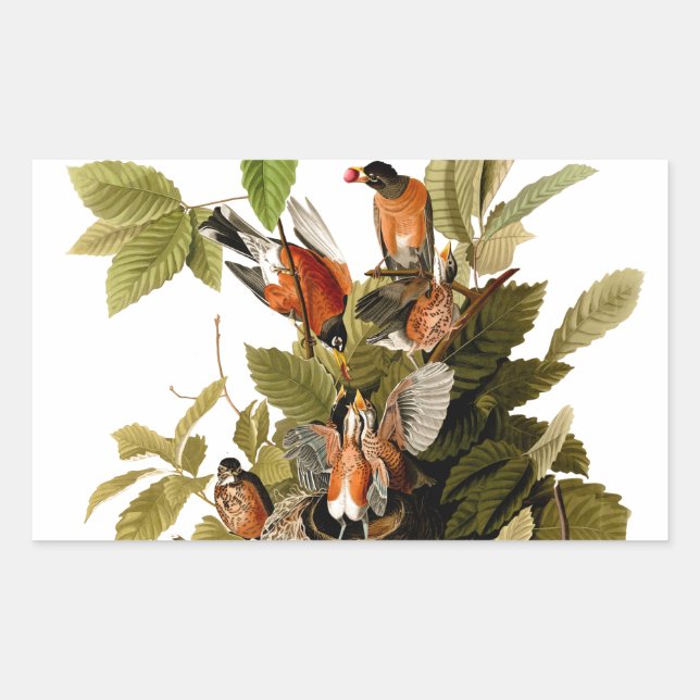 Audubon American Robin Wildlife Bird Illustration Rectangular Sticker (Front)